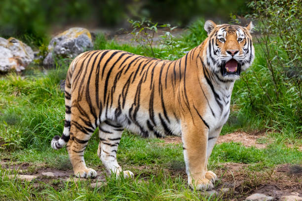 tiger  - bengal tiger 뉴스 사진 이미지