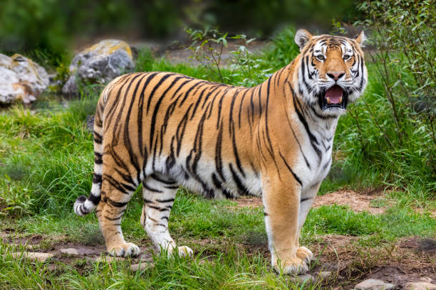 Tiger Tiger, Animals In The Wild, Wildlife,Siberian tiger siberian tiger stock pictures, royalty-free photos & images