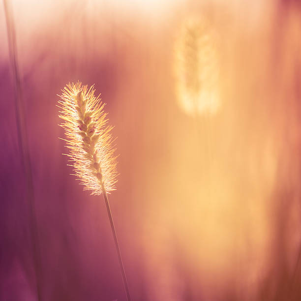 istock Purple haze over wildflowers 595744714