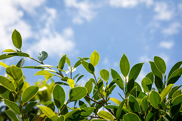 Green leaves and blue sky stock photo