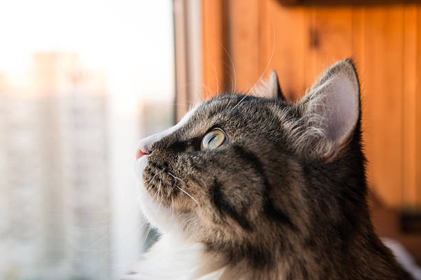 istock cat looks out the window 595746272