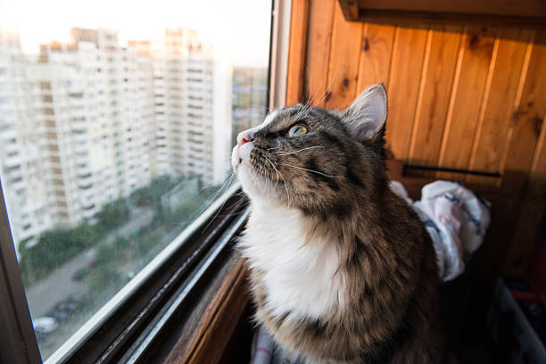 istock cat looks out the window 595746328