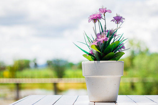 the flower in a flower pot on an white table with background