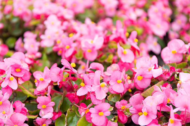 istock Pink summer flower fields. Floral blur background 595746710