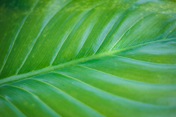 Texture of a green leaf as background stock photo