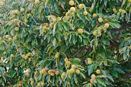 American chestnut fruits (Castanea dentata)