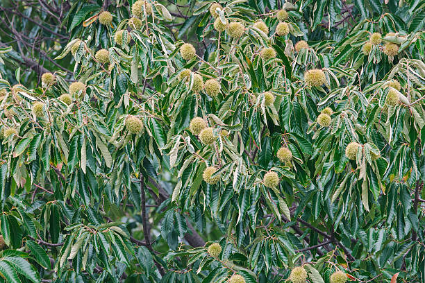 American chestnut fruits stock photo