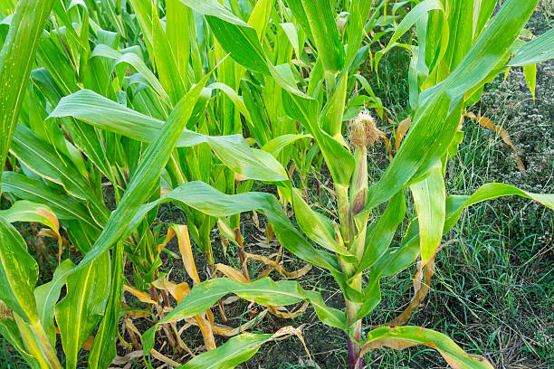 istock Zea mays Linn. , Sweet corn in the field 595749800