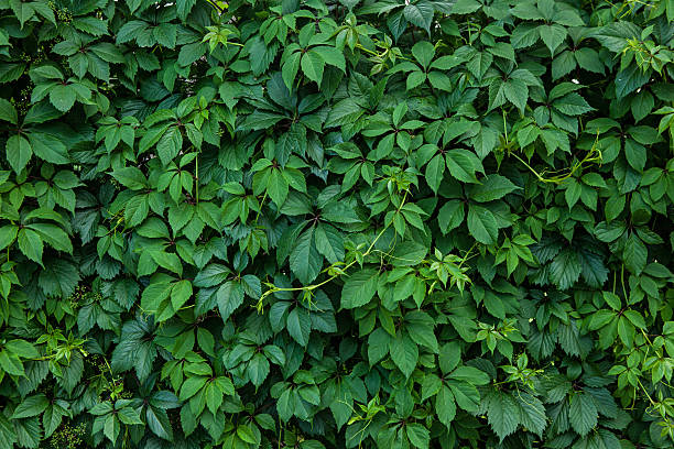 istock climbing plant ampelopsis 595750336