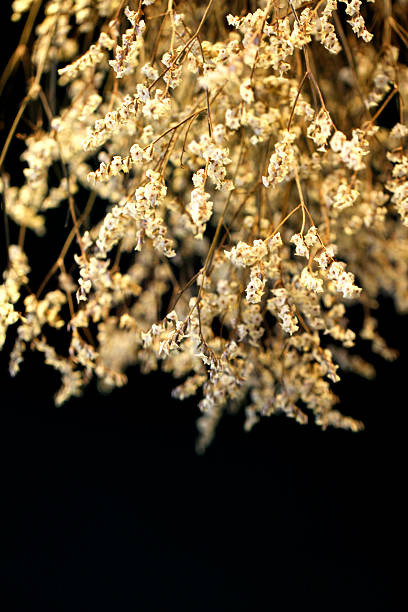 istock abstract image of dried flowers on black background 595750754