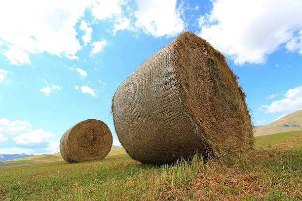 istock round bales in Italy countryside 595750760