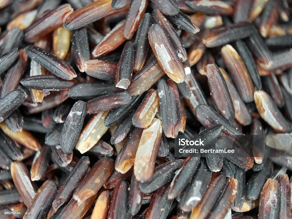 Purple Rice Grains Purple or Black Rice Up Close Cereal Plant Stock Photo