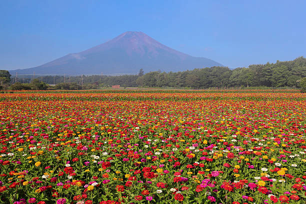 istock Mt.Fuji and zinnia 595751258