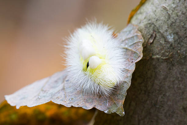 pale tussock caterpillar (calliteara pudibunda) - rups van de meriansborstel stockfoto's en -beelden