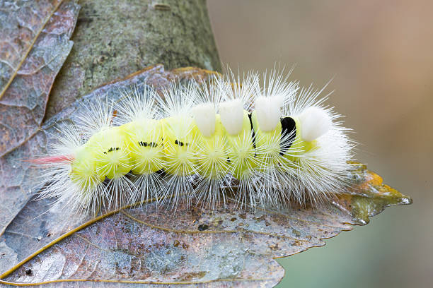pale tussock caterpillar (calliteara pudibunda) - rups van de meriansborstel stockfoto's en -beelden