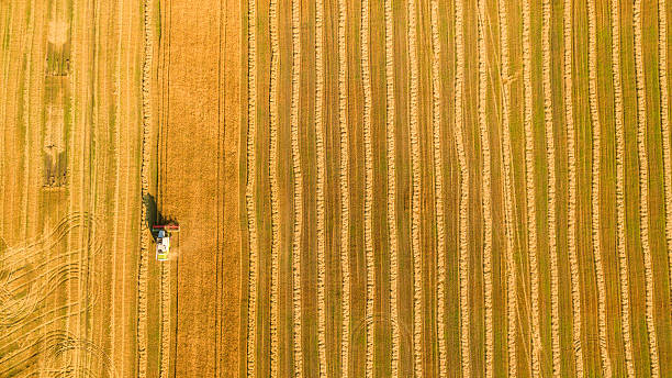 istock Harvester working in field and mows wheat. Ukraine. Aerial view. 595753012