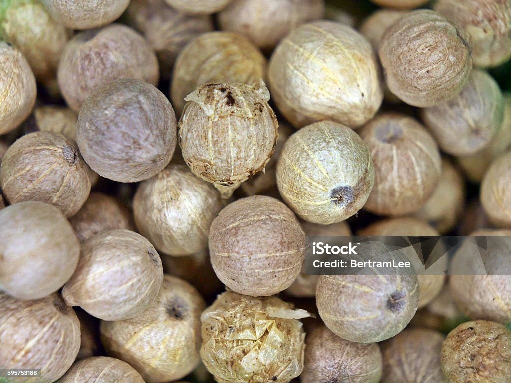 Whole White Peppercorns Whole White Peppercorns up close Cooking Stock Photo