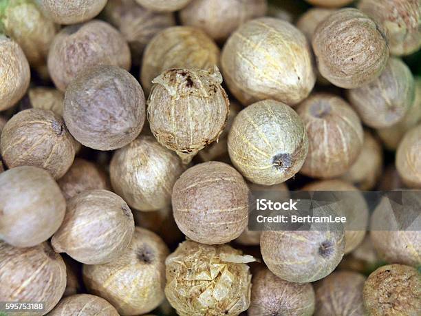 Whole White Peppercorns Stock Photo - Download Image Now - Cooking, Food, Horizontal