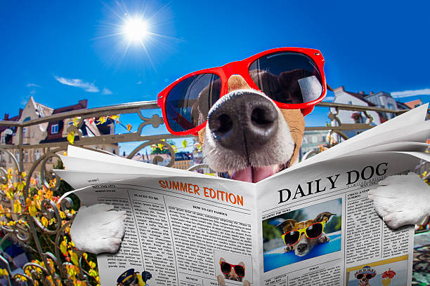 istock crazy silly dumb dog fisheye look 595753702