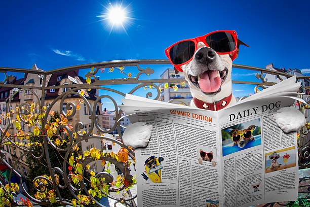 istock crazy silly dumb dog fisheye look 595753774