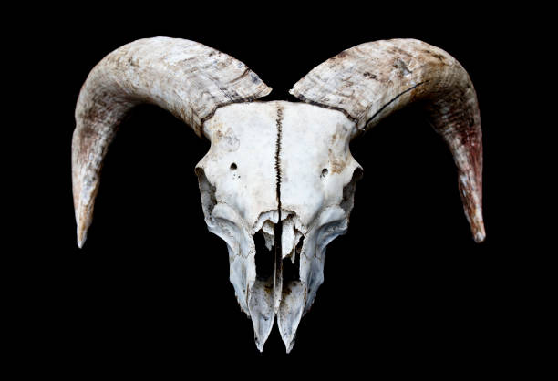 Horned Ram Sheep Skull On Black Black Background Stock Photo - Download  Image Now - Ram - Animal, Anatomy, Animal - iStock