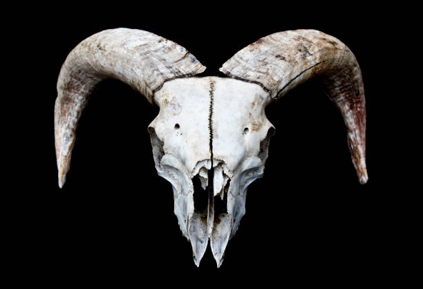 Horned Ram Sheep Skull On Black Black Background Stock Photo - Download Image Now - Ram - Animal, Anatomy, Animal - iStock Horned Ram Sheep Skull On Black Black Background Stock Photo - Download Image Now - Ram - Animal, Anatomy, Animal - iStock