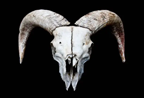 Photo of Horned Ram Sheep Skull on Black Black Background