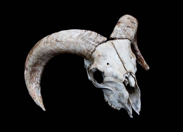 istock Horned Ram Sheep Skull on Black Black Background 595753844