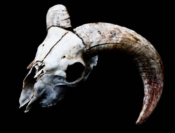 istock Horned Ram Sheep Skull on Black Black Background 595753880