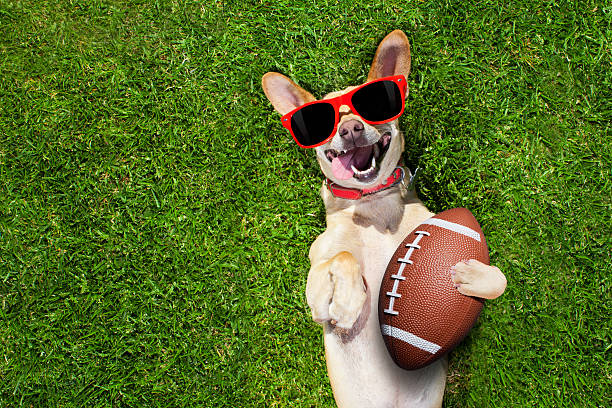istock rugby soccer ball 595753896
