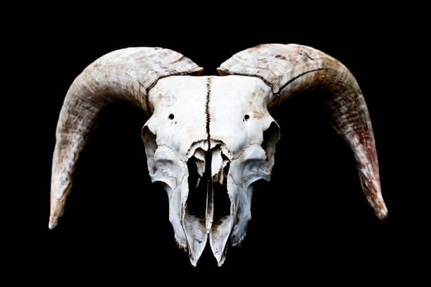 istock Horned Ram Sheep Skull on Black Black Background 595753918