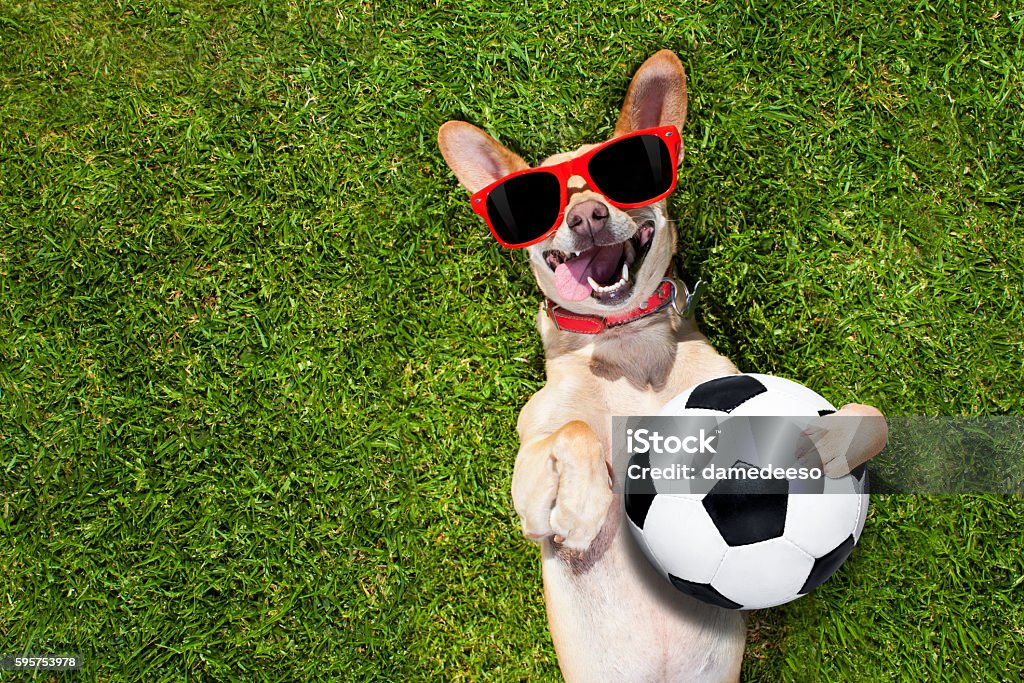 dog plays with soccer ball soccer  chihuahua dog holding a ball and laughing out loud with red sunglasses on the grass meadow at the park outdoors Dog Stock Photo