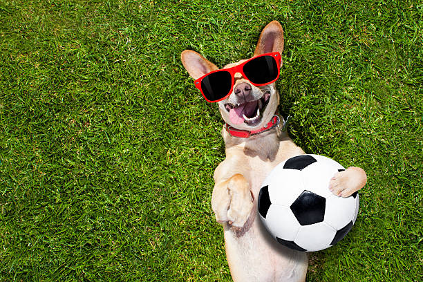 dog plays with soccer ball soccer  chihuahua dog holding a ball and laughing out loud with red sunglasses on the grass meadow at the park outdoors chihuahua dog photos stock pictures, royalty-free photos & images