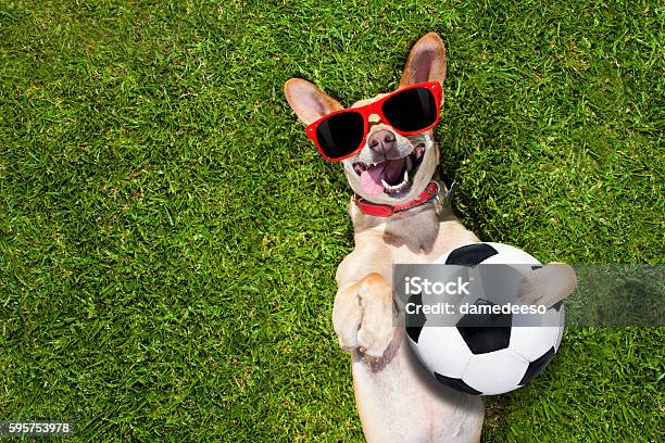 Dog Plays With Soccer Ball Stock Photo - Download Image Now - Dog, Soccer, Pets