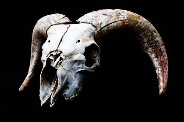 istock Horned Ram Sheep Skull on Black Black Background 595753980