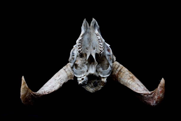 istock Horned Ram Sheep Skull on Black Black Background 595754066