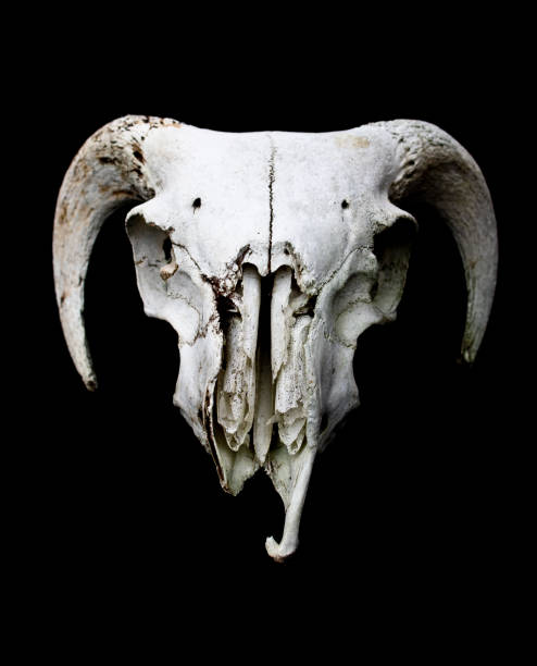 istock Horned Ram Sheep Skull on Black Black Background 595754112