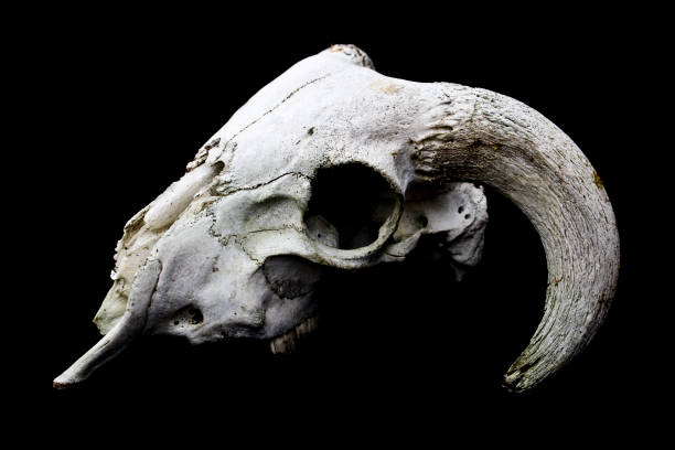 istock Horned Ram Sheep Skull on Black Black Background 595754222