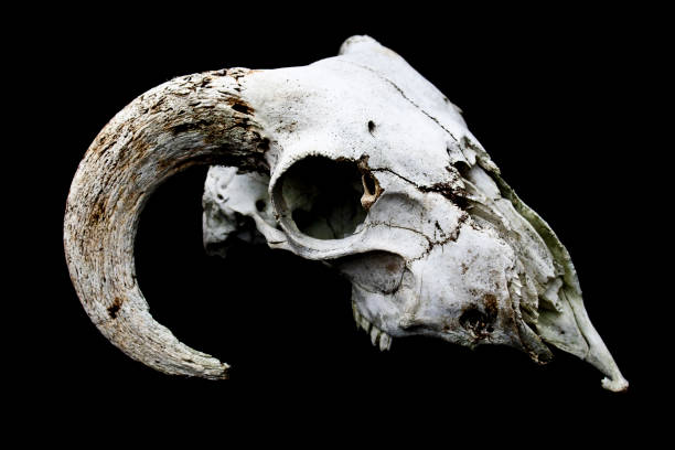 istock Horned Ram Sheep Skull on Black Black Background 595754292