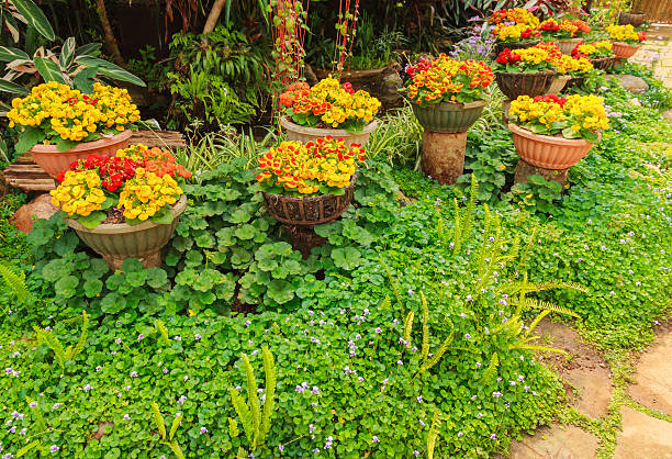 istock Blooming flowers calceolaria in pot. 595754324