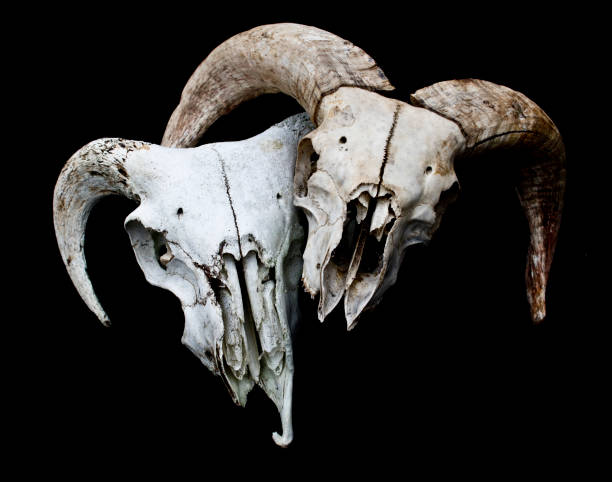 istock Horned Ram Sheep Skull on Black Black Background 595754340