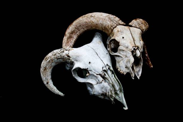 istock Horned Ram Sheep Skull on Black Black Background 595754394