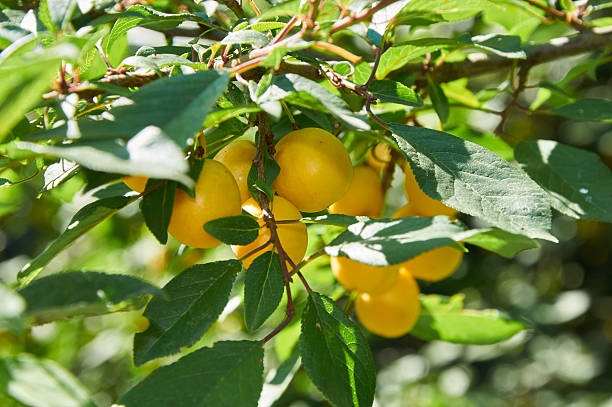 istock Berries of cherry plum on the tree 595754622