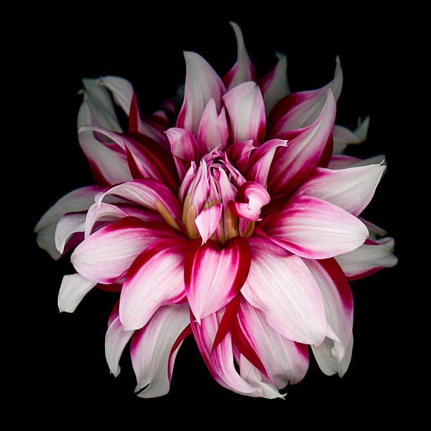 A white dahlia with red markings on its  petals isolated on a black background.