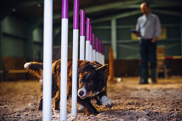 Border Collie in Agility Test A male boarder collie is competing in an agility test, he is weaving between the wooden posts at high speeds in full concentration. dog agility stock pictures, royalty-free photos & images