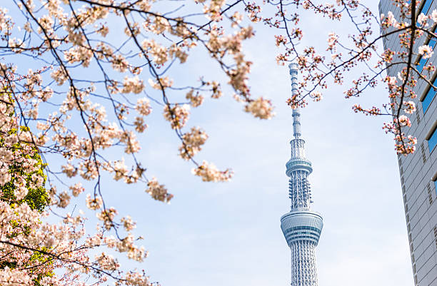 istock Sakura tree on background of television tower in Tokyo 595758130