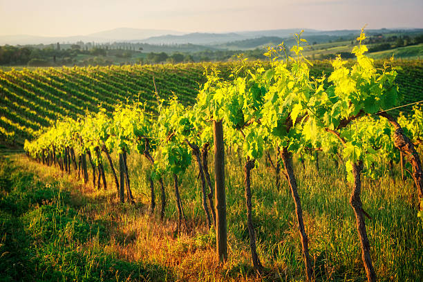 istock Rows of vines in Tuscany, toned 595758514