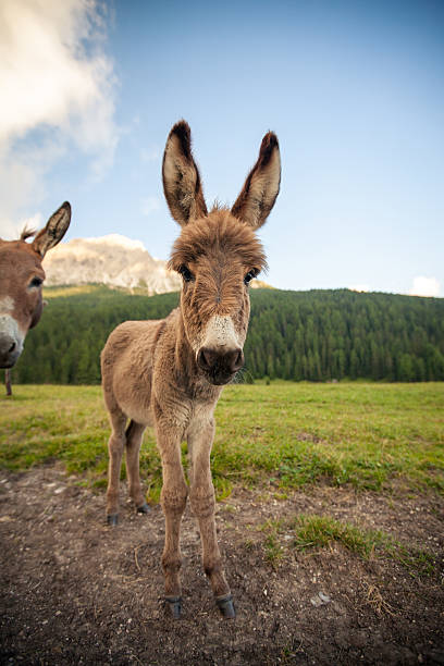 istock Two cute donkeys in Dolomites, Italy 595759576