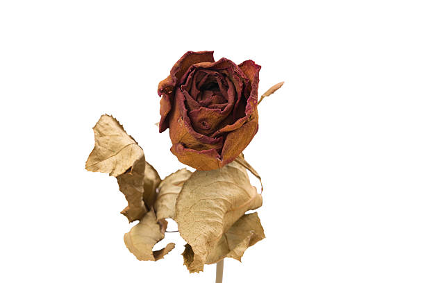 istock Red dry roses on a white background 595759644