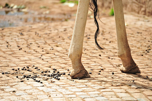 Giraffe rear legs and tail with droppings or pellets. stock photo